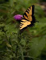 Bullthistle & Monarch Butterfly