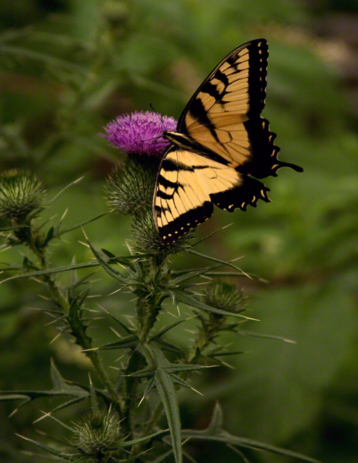 Bulthistle and Monarch Butterfly