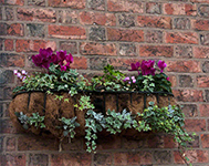 Blooms on a Brick Wall