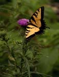 Bull Thistle& Monarch Butterfly